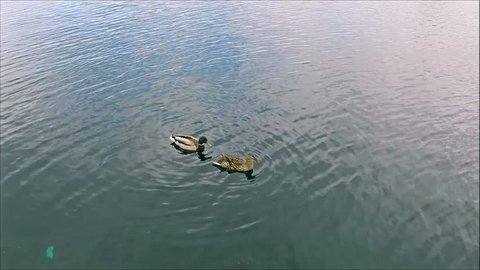 A pair of mallard ducks
