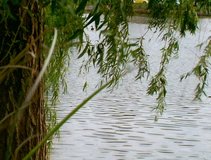 A weeping willow tree sits next to a lake and contemplates the meaning of like DV NTSC video