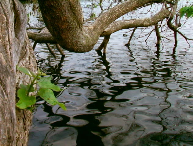 A fallen tree resting in a lake DV NTSC video