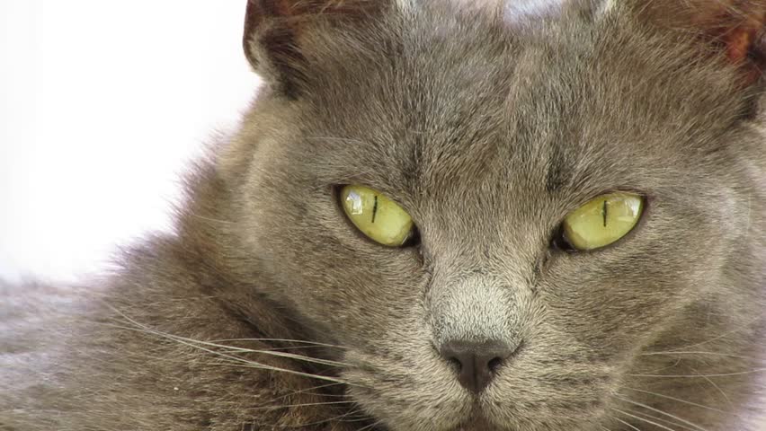 Russian Blue Cat Eyes Foreground Royalty-Free Stock Footage #27066736