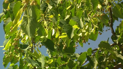 Branches and Fruit of a Linden Tree.