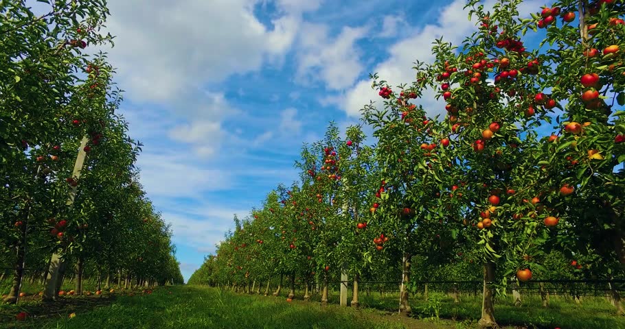 download the last version for apple Farming 2020
