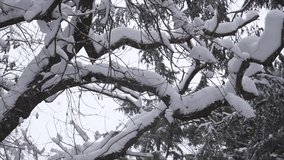 Falling snow in a winter park with snow covered trees - Slow Motion 