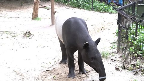 Male tapir during feeding time on his cage. HD footage