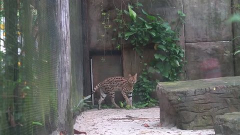 The serval, also known as the tierboskat, is a wild cat found in Africa. It is the sole member of the genus Leptailurus. Footage in HD resolution.