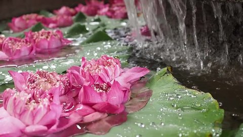 Close up HD video shot of beautiful pink lotus in the pond with ripple effect from the mini waterfall which create calm and relax feeling.