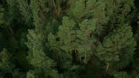 Aerial View. Flying over the beautiful forest trees. Aerial camera shot. Landscape panorama.