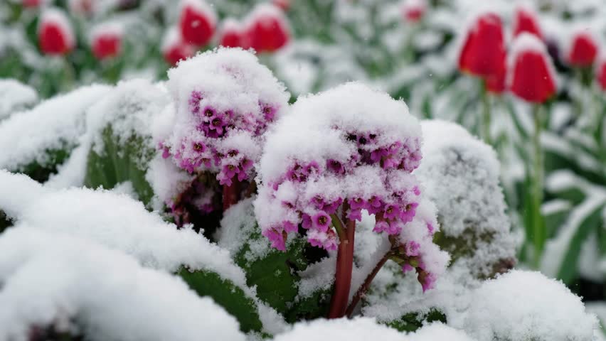 Snow Flower v РєР»РёРї