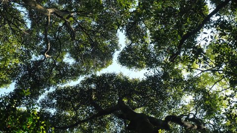 the crown shyness