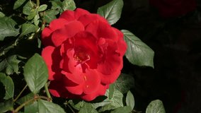 Beautiful red Rosa plant shallow DOF 4K 2160p 30fps UltraHD footage - Climber Rose decorative woody perennial flower close-up 3840X2160 UHD video