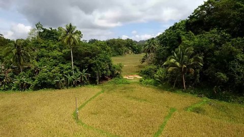 Philippines, Bohol, Rice Fields