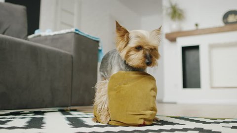 Funny little dog plays with a pillow
