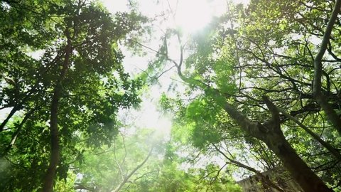 shot ing forest,a sunny day,the leaf with sunlight ,hong kong,2017-01-02