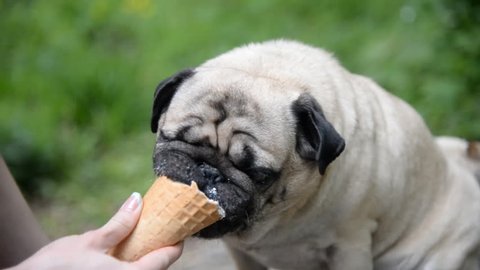 Ice cream. The girl is feeding the dog ice cream
