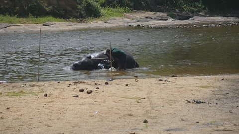Unrecognizable mahout man washing elephant in river. A large african elephant bathes in lake. Slow motion