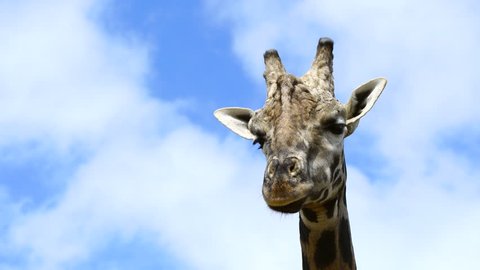 Portrait of a giraffe in Cabarceno Natural Park, Pisuena Valley, Municipality of Penagos, Cantabria, Spain, Europe