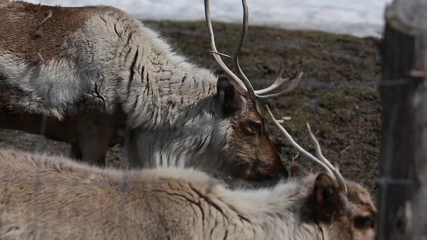 reindeer caribou chewing