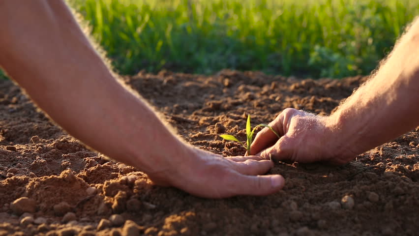 Male hands holding sprout and then planting it in the ground.