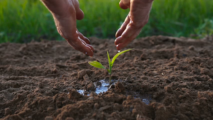 Male hands watering green sprout. Green grass at the background.