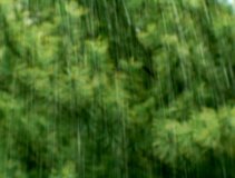 Rain falls in slow motion against a tree DV NTSC video