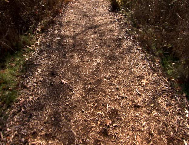 A wooded path in the forest PAL video