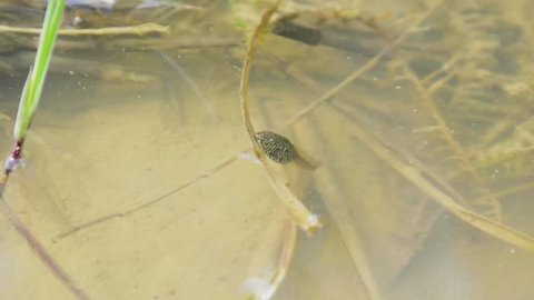 Tadpole swimming and eating in shallow muddy water, nature frog/ newt