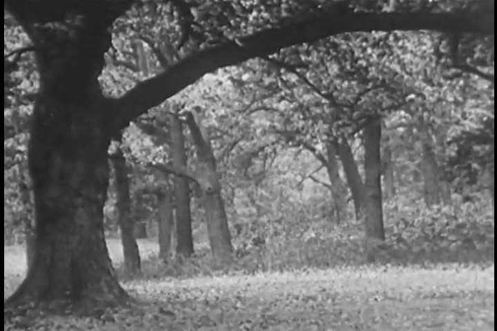 1920s: Nature Takes Care of Stock Footage Video (100% Royalty-free) 27104032 |