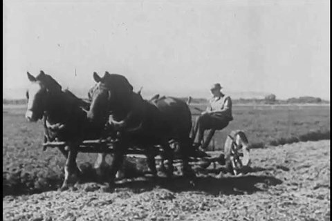 1920s: Farmers use mechanized plows and horses to tend the land holding their legume crops in the 1920s.