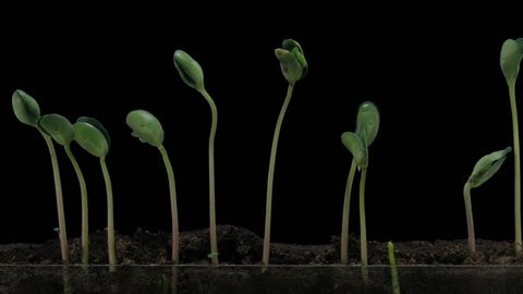 Time-lapse of growing soybeans vegetables on black background 7b2
