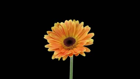 Time-lapse of growing and opening orange gerbera flower isolated on black background 1
