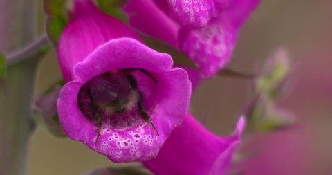 Bee lands and enters foxglove wild flower and flies away. Closeup. Slow motion

