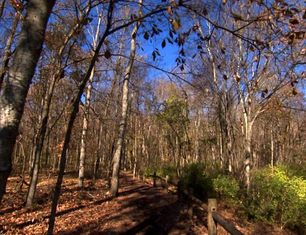 A wooded path in the forest PAL video