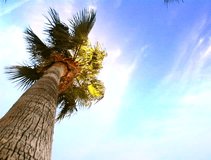 A palm tree and the sun in a very original tropical scene DV NTSC video