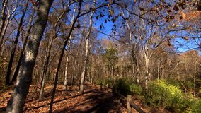 A wooded path in the forest 1080 HD video