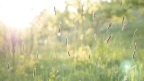 Flares over high green grass in the field slow-mo 1920X1080 HD footage - Slow motion swaying spring plant 1080p FullHD video