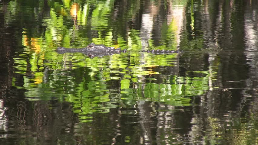 American alligator swims in a swamp area near the Tamiami Trail in Big Cypress National Preserve in southern Florida.