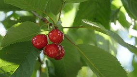 Orchard of Prunus avium with tasty fruit 4K 2160p 30fps UltraHD footage - Close-up of fresh red cherries on tree branches 3840X2160 UHD video