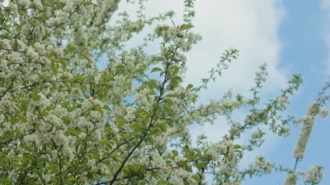 Tree branches in blossom against a blue sky background. Dolly shot