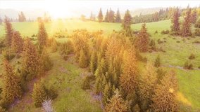 Aerial Drone Footage View: Ascending flight over spring mountains, hills and meadows with pine green forests in sun soft light. Carpathian Mountains, Romania, Europe. Beautiful landscape revealing.