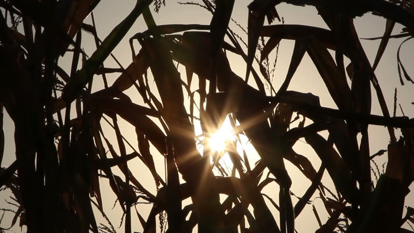 Corn field silhouettes ...