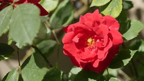 Climber Rose decorative flower details close-up 4K 2160p 30fps UltraHD footage - Shallow DOF of beautiful red Rosa plant 3840X2160 UHD video