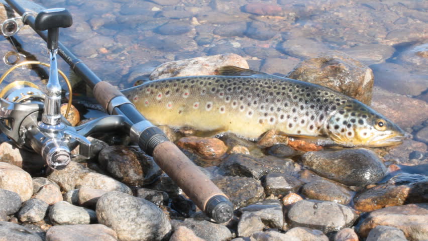 Coveted trophy of every fisherman. Salmon (brook trout) caught spinning and lying in river surf