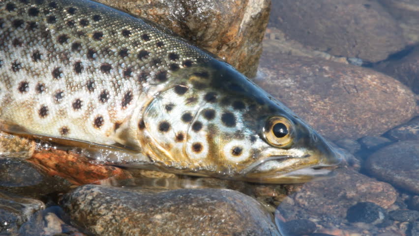 Coveted trophy of every fisherman. Salmon (brook trout) caught spinning and lying in river surf