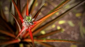A shallow depth of field video of a tropical pineapple plant green and red, slowly moving across the screen, shot in Antigua, The Caribbean