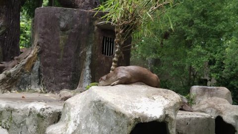 Otter in zoo.