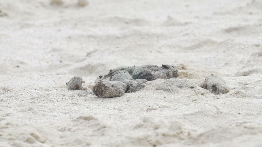 Yellow warbler feeding on the beach
Beautiful Slow motion shot of Yellow warbler feeding on the beach