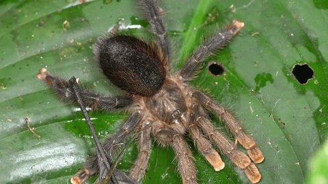 A large pink-toed tarantula (Avicularia sp.) on a leaf in the rainforest understory at night, Ecuador.