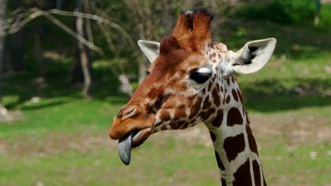 Close-up head profile of giraffe camelopardalis reticulata.Head profile of giraffe camelopardalis reticulata. The giraffe eats her tongue.

