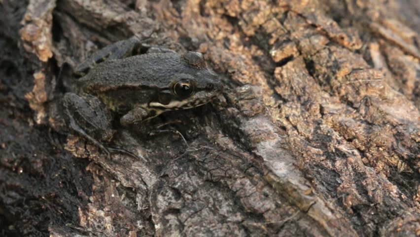 Green frog on a log near the water