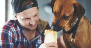 Dog Biting Wood And Licking Man At Home